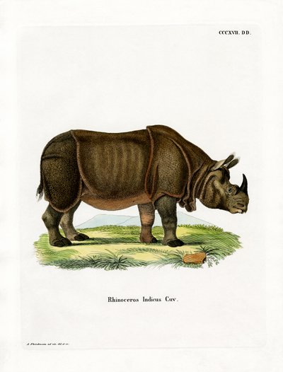 Rinoceronte indiano da German School