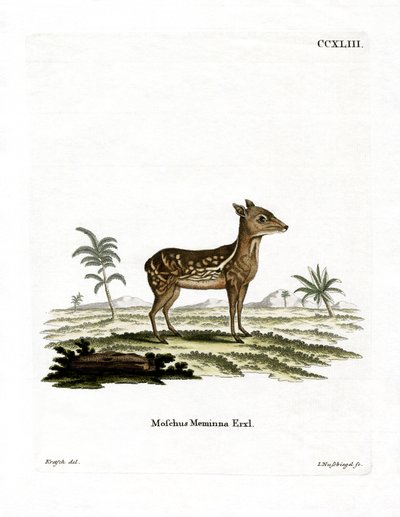 Chevrotain maculato indiano da German School