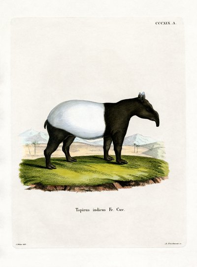 Tapir Indiano da German School