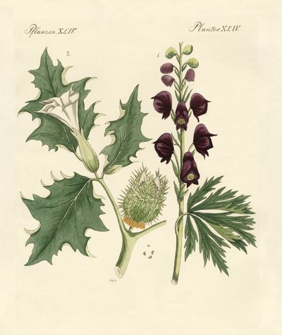 Piante velenose indigene da German School