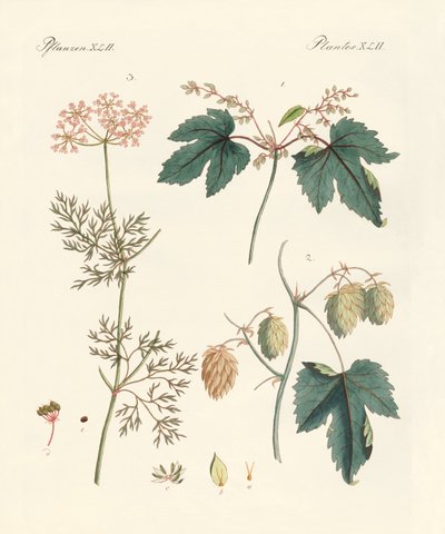 Piante aromatiche indigene da German School