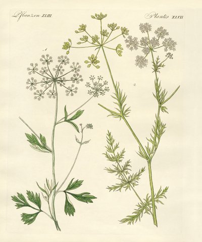 Piante di spezie indigene da German School