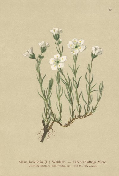 Alsine laricifolia da German School