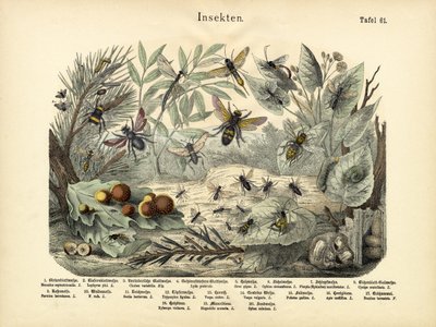 Insetti, c.1860 da German School