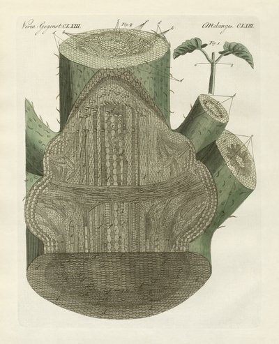 Foro interno della pianta di fagiolo comune (incisione colorata) da German School