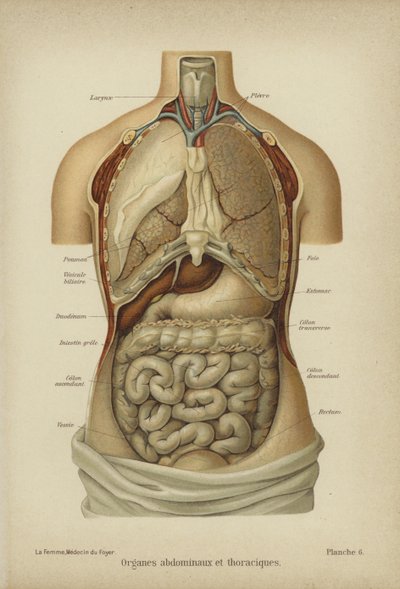 Organi interni dell