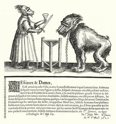 Invito a una mostra di scimmie e primati da German School