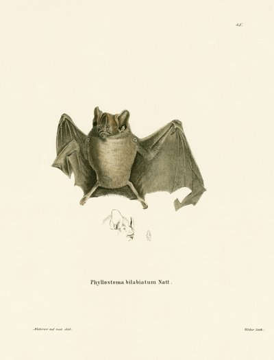 Pipistrello di Ipanema da German School