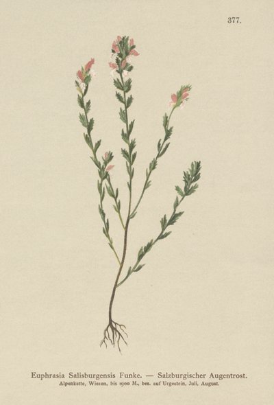 Eufrasia irlandese (Euphrasia Salisburgensis) da German School