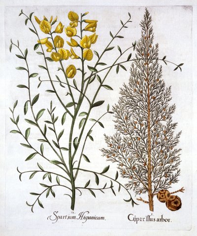 Cipresso italiano e ginestra spagnola, da Hortus Eystettensis, di Basil Besler, pub. 1613 da German School