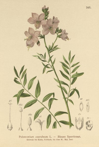 Scala di Giacobbe (Polemonium coeruleum, Polemonium caeruleum) da German School