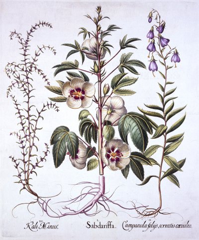Rosella della Giamaica, campanula e salsola spinosa, da Hortus Eystettensis, di Basil Besler, pub. 1613 da German School