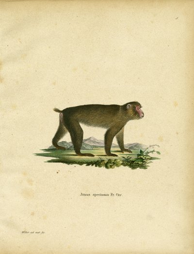Macaque giapponese da German School