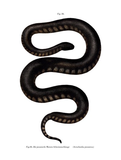 Serpente file di Giava da German School