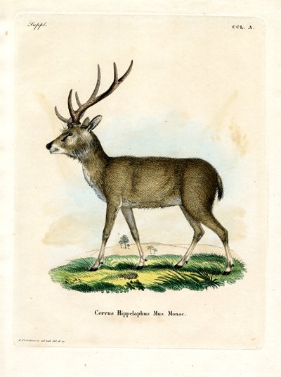 Rusa di Giava da German School