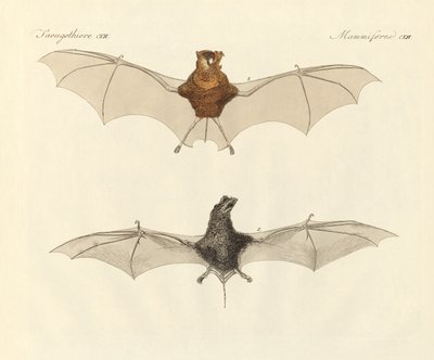 Pipistrelli giavanesi da German School