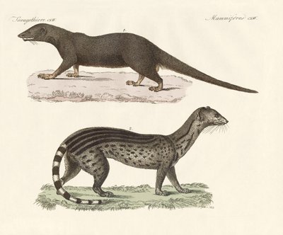 Predatori giavanesi da German School