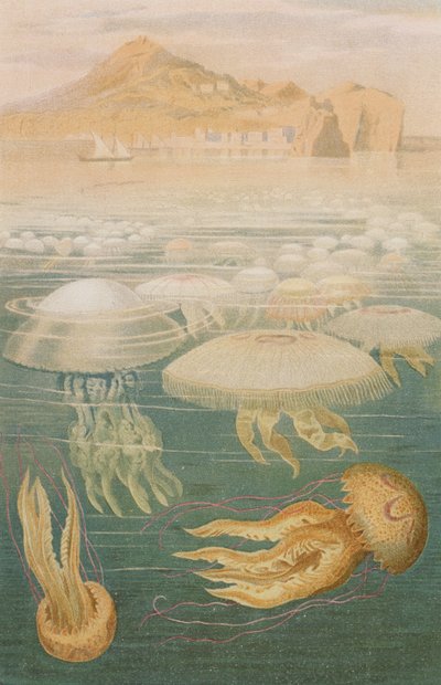 Medusa, tavola da Brehms Tierleben: Allgemeine Kunde des Tierreichs, vol.10, p.568, pubblicato da Bibliographisches Institut da German School