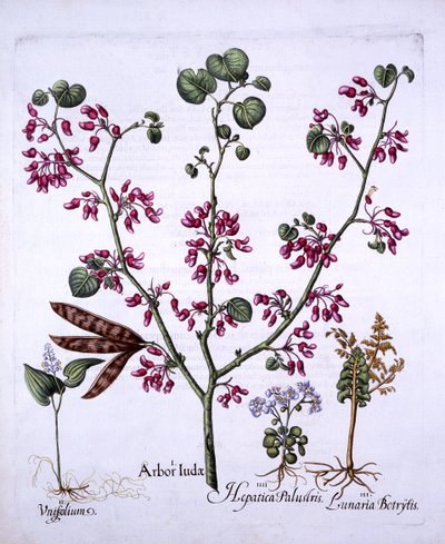 Albero di Giuda, Mughetto, Lunaria, Epatica, da Hortus Eystettensis, di Basil Besler, pub. 1613 da German School