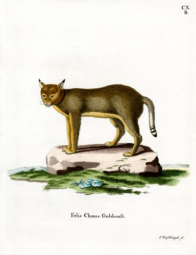 Gatto della giungla da German School