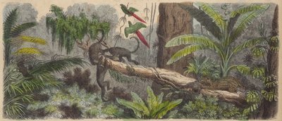 Giungla in Brasile da German School