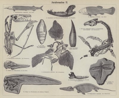 Fossili giurassici da German School