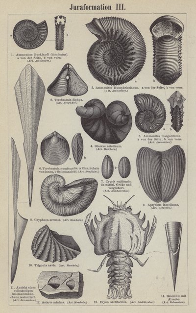 Fossili giurassici da German School