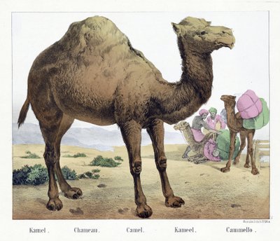 Kamel. / Chameau. / Camel. / Kameel. / Cammello, pub. metà XIX secolo da German School