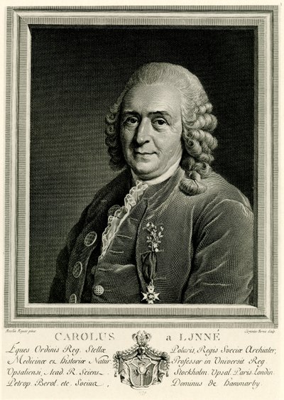 Carlo di Linneo da German School