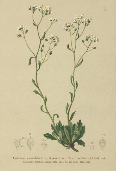 Kernera saxatilis da German School