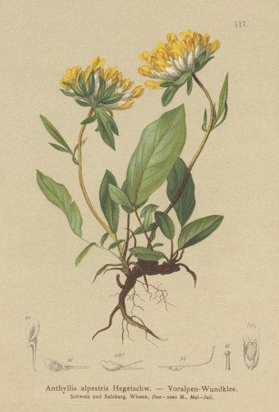 Vulneraria alpina (Anthyllis alpestris, Anthyllis vulneraria var. alpestris) da German School