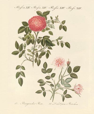 Tipi di rose da German School