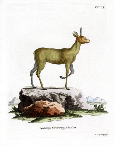 Klipspringer da German School