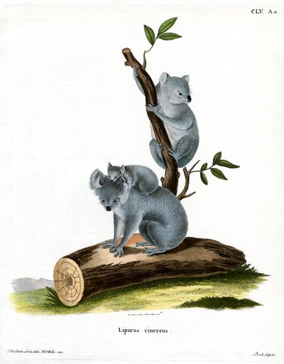 Koala da German School