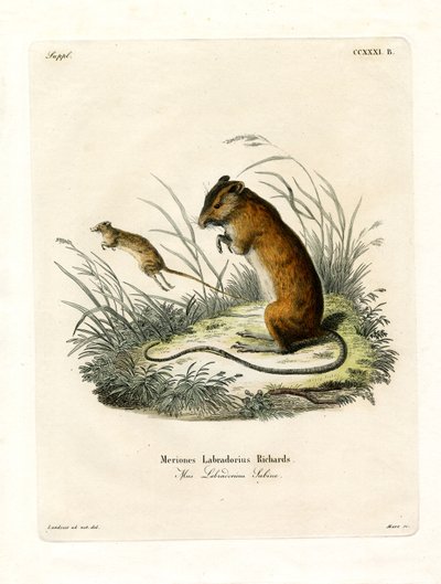 Topo saltatore del Labrador da German School