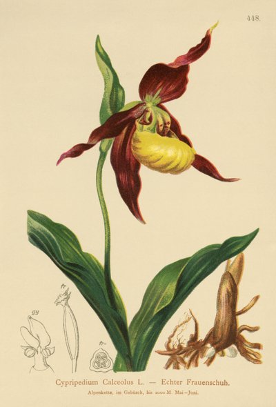 Cypripedium Calceolus da German School