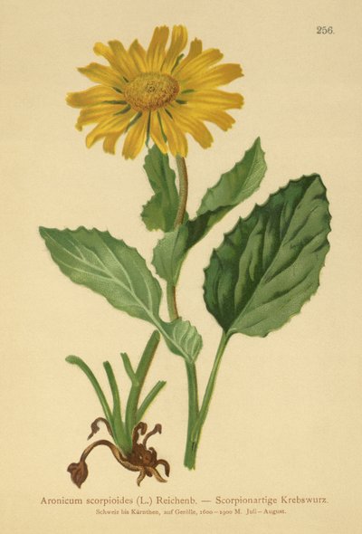 Doronicum a grandi fiori da German School