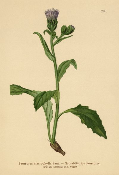 Saussurea a foglie grandi (Saussurea macrophylla, Saussurea alpina ssp. macrophylla) da German School