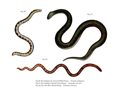 Grande serpente scudo da German School