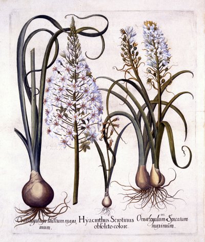 Giacinto tardivo e stella di Betlemme, da Hortus Eystettensis, di Basil Besler, pub. 1613 da German School