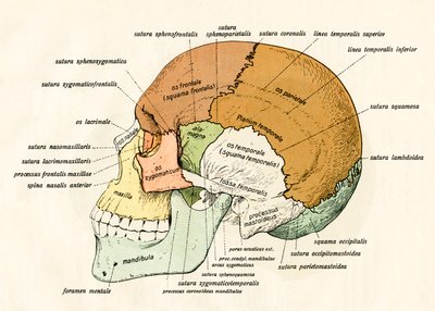 Diagramma Laterale delle Ossa del Cranio Umano da German School