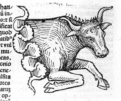 Il Toro - in Trattato di Johannes Angeli De Magnisconnectionibue annorum revolutionibus ac eorum pefectionibus. Augusta, Erhard Ratdolt da German School