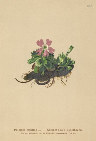 Primula minima (Primula minima, Auriculastrum primula, Primula veris) da German School