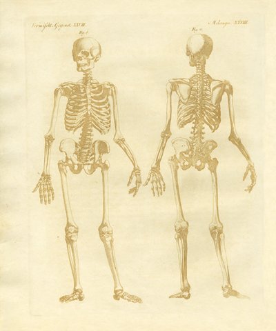 Struttura delle gambe dei corpi umani da German School