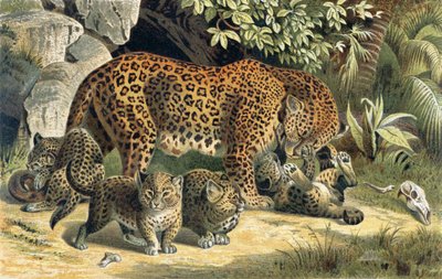 Leopardo, tavola da Brehms Tierleben: Allgemeine Kunde des Tierreichs, vol.1, p.463, pubblicato da Bibliographisches Institut da German School