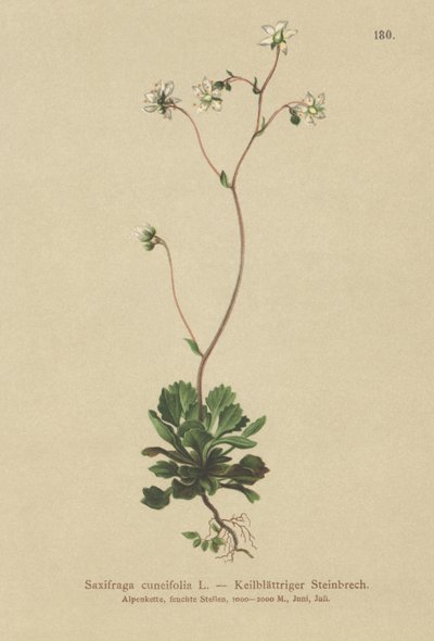 Sassifraga cuneifolia (Saxifraga cuneifolia) da German School