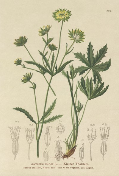 Astranzia minore (Astrantia minor) da German School