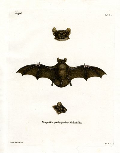 Pipistrello Notturno Minore da German School