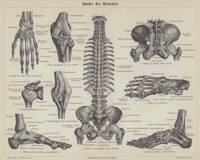 Legamenti del corpo umano da German School