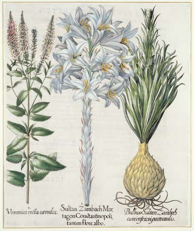 Giglio: 1.Sultano Zambach Martagon Constantinopolitanum flore albo 2.Veronica recta carnlea 3.Bulbo Sultano Zambach cuminfeunipartecaulis, da Hortus Eystettensis di Basil Besler (1561-1629), pub. 1613 da German School